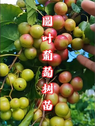 #三农 圆叶红宝石葡萄树苗~圆叶红宝石葡萄树苗根系发达~种植简单~果实颜值高~口感好~一年可重复开花结果两到三次~适应性强~耐寒犹耐旱~南北方盆栽地栽都可以!! #果树种植 #葡萄 #圆叶红宝石#优质种苗