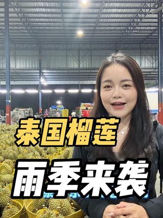 泰国正式进入雨季,行情开始走弱 #榴莲产地 #榴莲源头 #榴莲原产地 #榴莲行情走势 #泰国金枕榴莲原产地