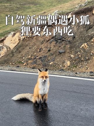 单人单车自驾全国偶遇非常漂亮的狐狸拦路,突然发生的一幕让你来不及去后面拿吃的,扔了个葡萄和鱼排,最后把鱼排叼走吃了,问一下狐狸吃水果吗?