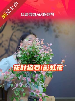 #好物推荐🔥 #花叶络石 #精品盆栽 #彩虹花 #花卉绿植