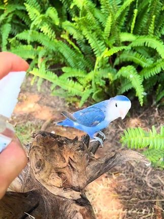 养鸟人千万不能犯这种错#强烈推荐 #鹦鹉 #手养鹦鹉 #鹦鹉日常 #铲屎官的乐趣