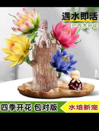巴西木幸运木开花客厅植物室内水养绿植网红格鲁特小树人四季家居#室内绿植 #净化空气 #绿植花卉 #创意摆件 #家庭种植。