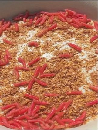 #红蛆虫饵料 红蛆虫非染色浓香腥湖库溪流石斑马口鲫鱼白条公鱼野钓鱼饵料#一起去钓鱼 #饵料 #鱼饵 #钓鱼