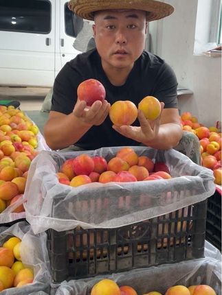 来自东北大山深处的一种水果,大红袍李子,果味浓果味正,浓浓的李子果香,用手轻轻一掰,干碗离合,代着果子本身的香甜。#大红袍李子 #李子 #优质农产品 #新鲜采摘 #原创视频