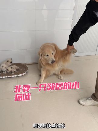陈思议已经为猫疯狂了 你们说咋整啊#狗狗和猫咪 #万物可爱计划 #抖音萌宠嘉年华 #养一只小狗的真实感受