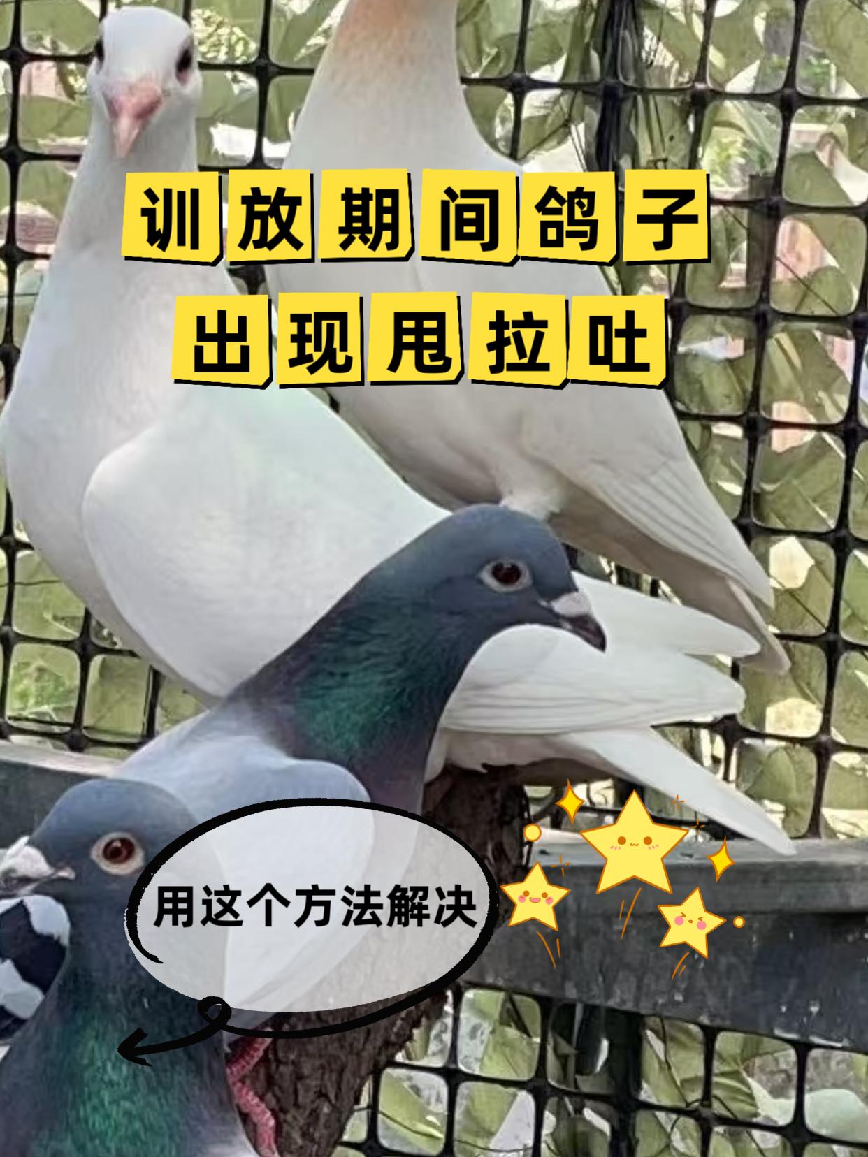 鸽子甩拉吐#鸽子#鸽子养殖#鸽子养殖技术#鸽子放飞训练