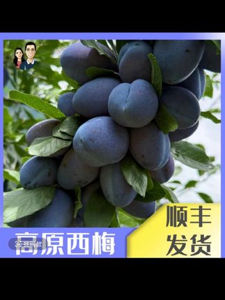 【高原西梅】阿坝小王子汶川高原西梅新鲜水果净重5斤装礼盒装