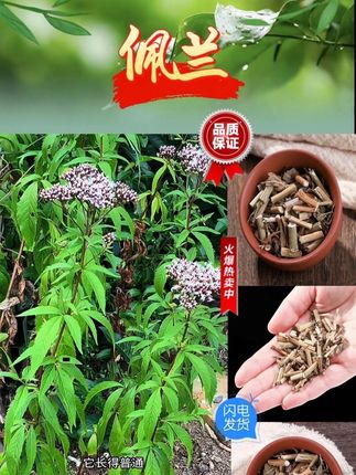 #佩兰 #识百草 #植物科普 #你的家乡有这种植物吗 #佩兰的功效与作用