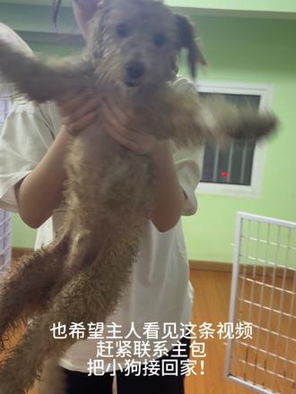 捡到一只小狗,希望主人看见赶紧联系我!!!#宁波 #流浪狗 #动物救助 #领养代替购买 #救助流浪狗