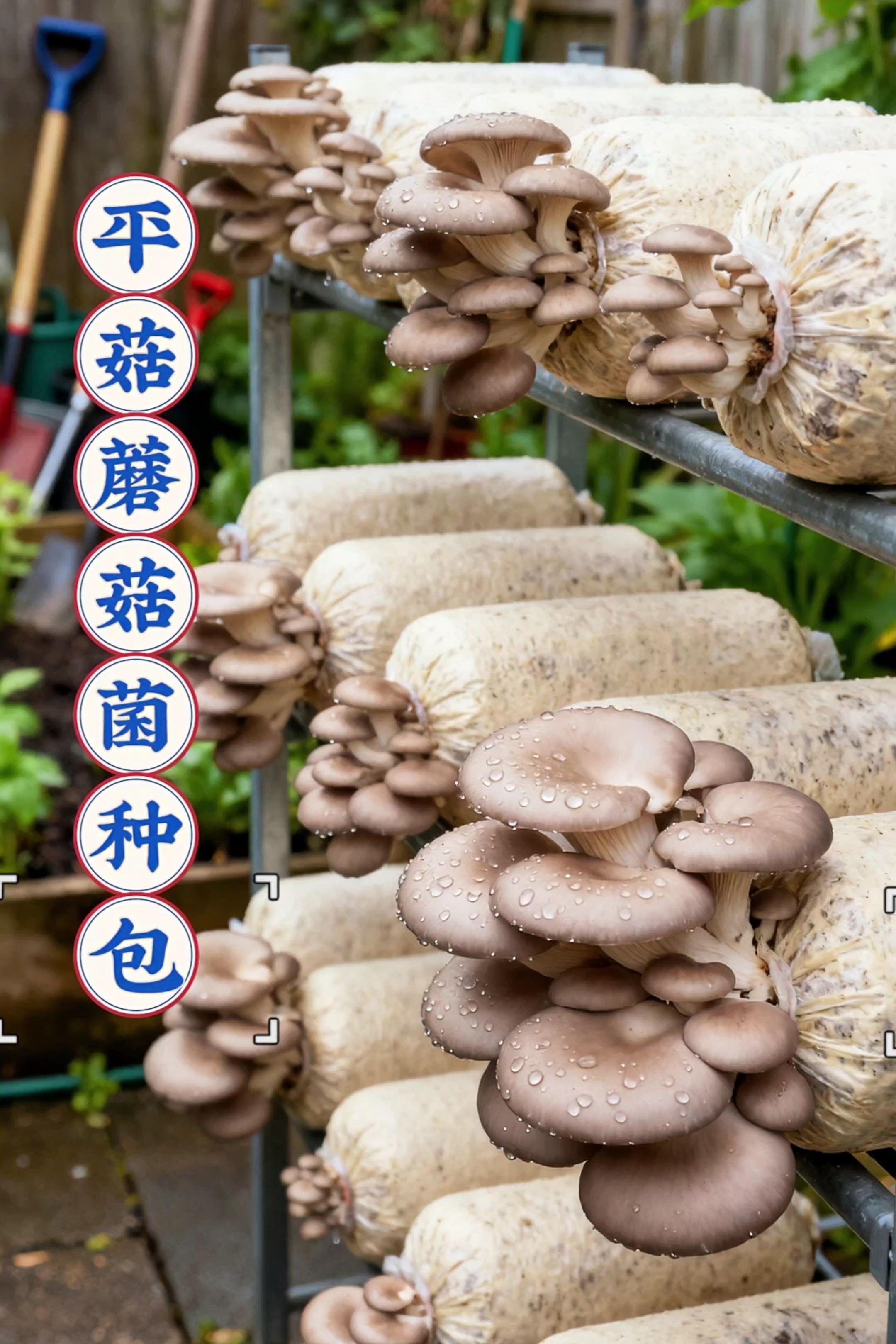 在家实现平菇自由!平菇菌种菌包来啦~~~- 哇哦😍!平菇蘑菇菌种包太赞啦!精选优质菌种,活性超强。放在家里阳台、厨房都行,四季可种,不怕季节限制。看着平菇从菌包一点点长大,超有成就感。用来涮火锅,那叫一个鲜,一口接一口停不下来。还能和孩子一起种,共享亲子欢乐时光,收获知识与温馨。别等啦,快开启你的种植之旅吧🚀!#优质农产品 #家庭种植 #蘑菇自由 #平菇种植 #平菇菌种
