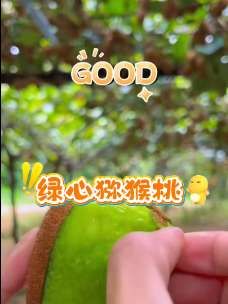 【当季鲜果】绿心猕猴桃,头茬新果,新鲜采摘,孕妇可食#好物推荐🔥 #应季水果 #快来一起尝个鲜 #猕猴桃 #助农水果