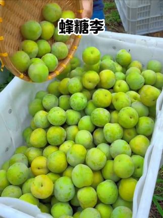 它就是李子界的李子大王,它的种植要求很高,每年只有二十多天才能吃到最大的蜂糖李!甜脆爽口又多汁!没吃过的一定要尝尝~#蜂糖李 #脆甜多汁 #李子 #强烈推荐 #优质农产品