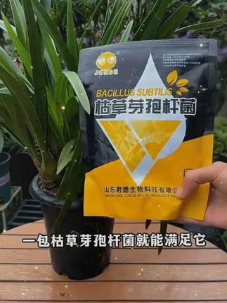 枯草芽孢杆菌微生物肥料改良土壤防根腐枯萎重茬兰花桂花盆栽花园#花草绿植 #多肉养护 #兰花养护 #花草养护技巧