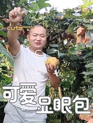 修文金秋梨,新品上市,纯甜无酸,入口化渣,好吃#修文金秋梨开吃了