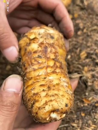 #上热门 小草坝新鲜天麻,种植在海拔两千米以上的深山老林,生长了三年以上,个头饱满,大小均匀,富含天麻素和膳食纤维,用来煲鸡煲鸭煲排骨,汤鲜味美,营养丰富 #新鲜天麻 #优质农产品 #好吃又营养