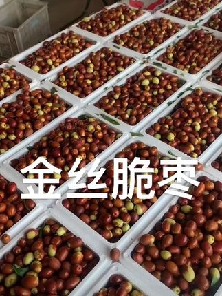 金丝小枣现摘现发