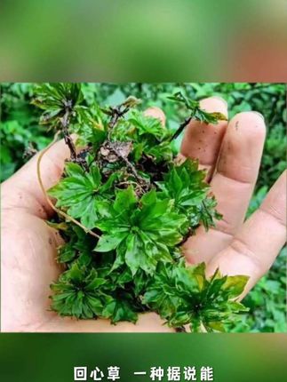 #回心草隐藏功效#高原奇草回心草#回心草干货分享养生小知识