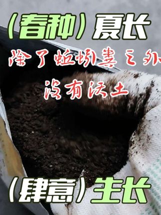 一场秋雨一场寒,该给你的花追秋肥了#垂丝茉莉 #垂丝茉莉怎么养 #施肥 #蚯蚓粪