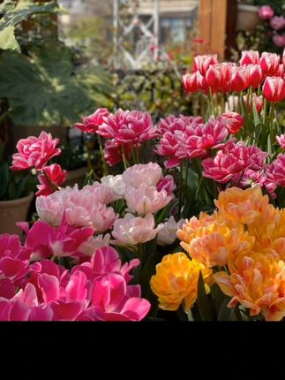 #上热门爱生活爱养花种花#水培土培进口郁金香种球#花色齐全