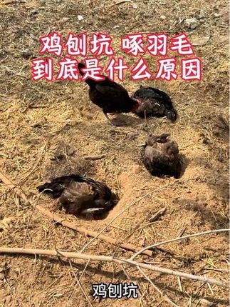 鸡刨坑 啄羽毛是什么原因#三农养殖业 #鸡刨坑 #鸡鸭鹅驱虫