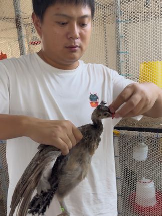 郑州孔雀养殖基地,你知道小孔雀都吃什么吗?它们为什么要戴眼镜吗?#孔雀 #孔雀苗 #孔雀养殖