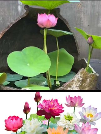 #四季开花盆栽碗莲种,水培植物睡莲荷花,阳台水生水养,室内绿植花卉#好物推荐🔥