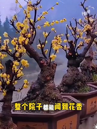 #腊梅树苗 耐寒浓香树苗绿植开花卉梅花地栽#腊梅 #花卉绿植 #梅花#腊梅飘香