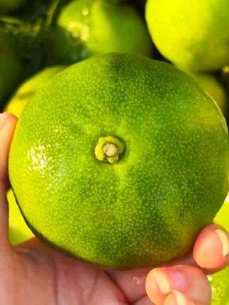 去年怀孕就喜欢吃小时候那种青皮橘子🍊 终于吃上了、还是那个味❗️ 皮薄肉厚 汁水多 酸酸甜甜合适 你们一定要尝尝❗️