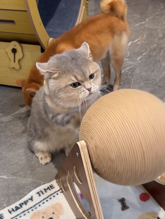 小猫演我假期结束第一天的精神状态.. #萌宠 #万物可爱计划 #抖音萌宠 #爱运动的猫 #曼基康矮脚