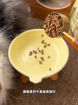 猫粮选的好,猫咪长得好#养猫新手 #猫粮 #科学养宠 #金多乐 #猫粮推荐
