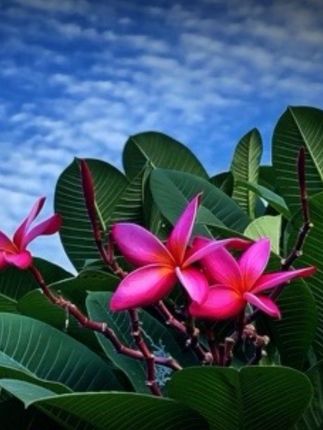 #随拍#花花草草 #听歌赏花