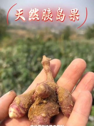 #好东西一分享给大家 #胰岛果 #植物科普 #胰岛果茶 #洋姜