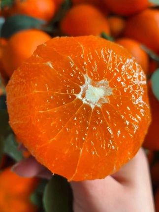 吃着像果冻一样细腻的爱媛果冻橙🍊!皮薄肉厚 清甜多汁 果香浓郁,还没有籽!直接吃或者吸着吃都巨好吃!#爱媛果冻橙#爱媛38号果冻橙#橙子#应季水果#果冻橙