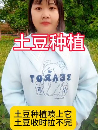 土豆种植喷上它,收时用车拉#土豆种植#农业种植 #叶面肥这样用更高产