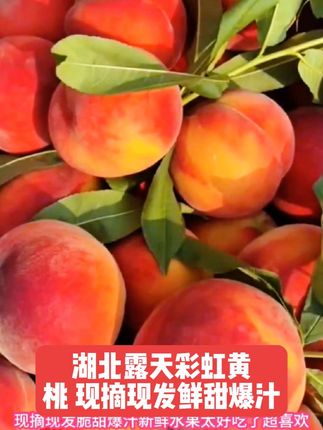 湖北露天彩虹黄桃,阳光吻过的甜蜜!现摘现发,咬一口脆甜爆汁,果肉带着天然果香,每一颗都是刚从枝头摘下的新鲜。夏天的味道,就藏在这口多汁的黄桃里~
