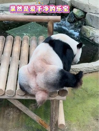 9.24 乐宝真是爱干净啊🫢 #大熊猫 #大熊猫乐宝 #熊猫 ©️:mmmmm