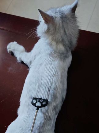 它真的好舒服啊,猫咪养生SPA神器按摩梳毛可调节长柄便携宠物猫猫狗狗通用抓痒棒#抓痒棒