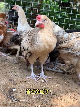 #养鸡 #家禽养殖 #畜牧养殖