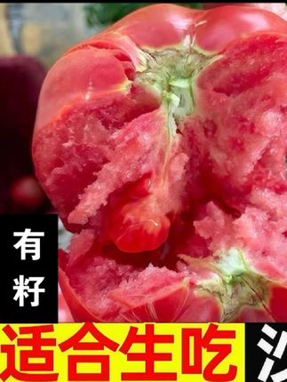 #上热门 宁夏露天沙瓤西红柿新鲜采摘产地直发生吃当水果吃#西红柿 #番茄