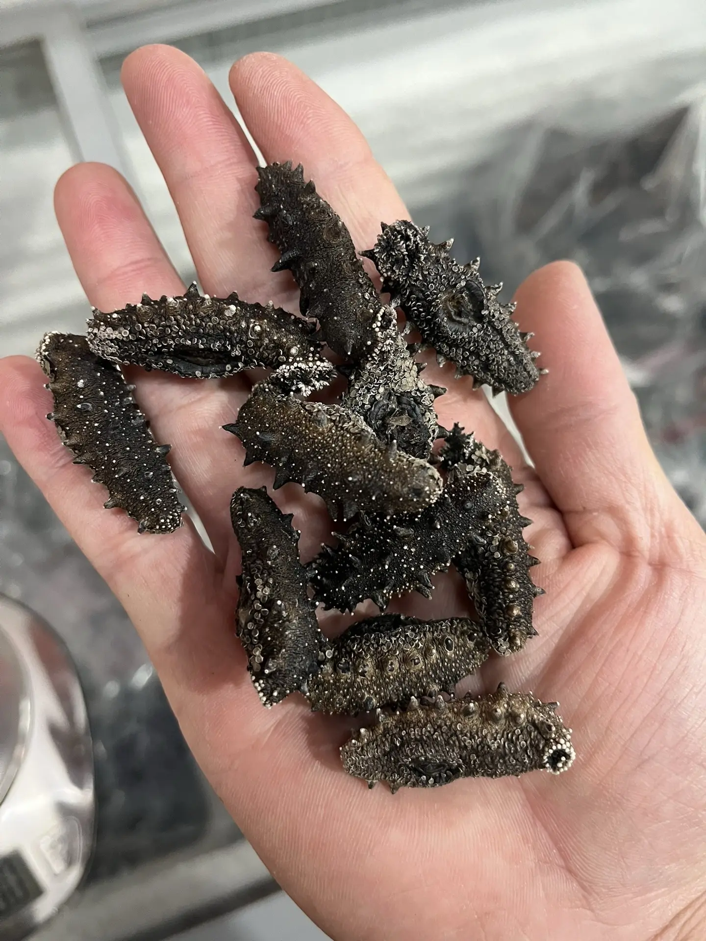 春参新品已晒干!深海底播野货!就这个品质今晚开炸!#海参 # - 抖音