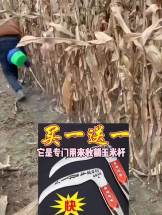 #农业种植 #镰刀@#玉米