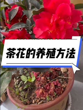 茶花的养殖方法和注意事项  茶花怎么养   茶花怎么浇水怎么施肥#茶花 #茶花养护 #茶花的养殖方法 #养花小知识 #家庭养花