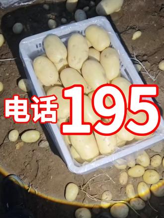 一斤以上的大土豆 货在乌兰察布#土豆 #黄心土豆