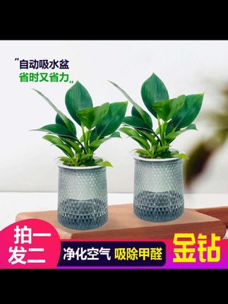 绿植润时光,温柔漫心房,于绿植簇拥的时光里,温柔不期而至。金钻绿公主,绝对是这份温柔中亮眼的存在。它的叶片仿若翠玉,悠悠舒展,四季常绿,恰似熠熠生辉的绿宝石,散发着自然的迷人魅力。,金钻绿公主堪称“懒人福音”,养护轻松简单,无需过多费心。而且,它还是空气净化的小能手,对甲醛、苯等有害物质有着高效的吸附能力,默默为你打造一个清新、静谧的生活空间,让每一次呼吸都满是自然的纯净与舒畅。,#清新自然 #大叶金钻绿公主#四季常绿 #水培植物 #水培