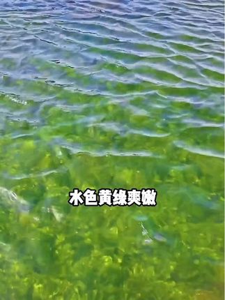 #肥水硅藻,比鸡粪,化肥好用,培藻培虫产量高#鱼虾蟹养殖#水产养殖#花白鲢养殖
