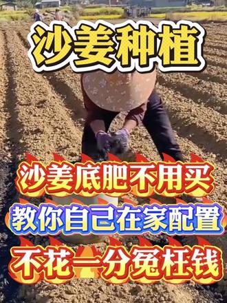 种沙姜前撒把灰,高产丰收用车堆#沙姜 #沙姜种植#种沙姜#沙姜高产#沙姜管理