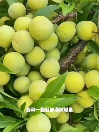 #蜂糖李 #蜂糖李苗 #李子 #李子苗 #阳台小院均可种植