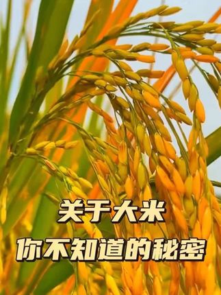 #胚芽米 #科普 #好物推荐 #三农 #上热门