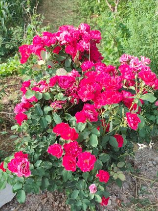 【三妹推荐】#淘米水洗发水#人参何首乌固发防脱洗头膏#蓬松控油修护发 #洗发水推荐 #洗发水