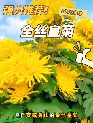 一杯金菊枸杞茶,清香四溢,养生又养颜!✨泡开的菊花如花绽放,每一口都是自然的馈赠。#喝出来的健康 #养生茶